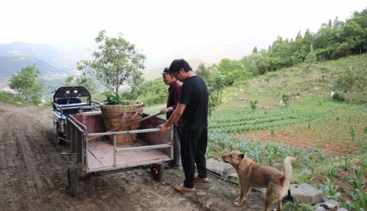 十三歲的田園犬跟著主人下地幹活，主人走到哪它就跟到哪，真是忠誠的好狗狗