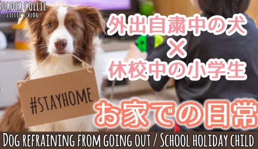 自粛中の犬と休校中の小学生が居るとこうなる！【ボーダーコリー 2歳6ヶ月】/ Refrain from going out dog,School holiday child