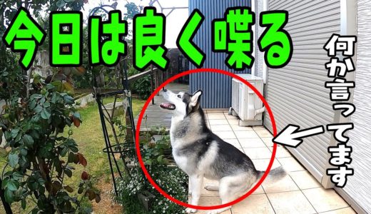 朝から騒がしく良く喋るハスキー犬がおもしろい