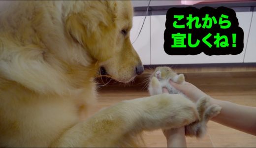 初めてうさぎに会ったゴールデンレトリバー犬の反応が超かわいい！めっちゃ嬉しそう