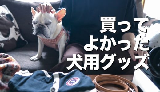 【犬用グッズ】フレンチブルドッグこたつの服や首輪 便利アイテムやケア用品など紹介します