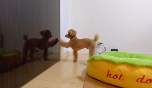 大好きなパパの部屋に入りたくてちゃんとノックする犬が可愛いｗ【トイプードル】