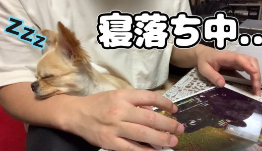 【犬 Vlog】パパのゲーム中に退屈すぎて寝落ちしてしまうチワワのみるく