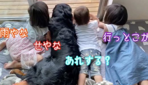 【犬と子供の日常】雨の日のなんてない日常を過ごす　バーニーズマウンテンドッグ　 bernese mountain dog