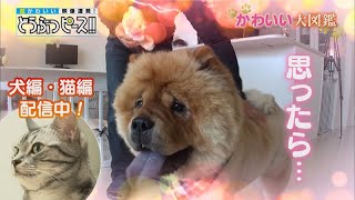 「どうぶつピース！！かわいい大図鑑」犬編（61）困ったペットそれでもキライになれないの！ 他