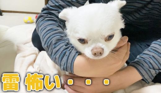 雷が怖い犬！でもそこじゃない・・・チワワのコハク