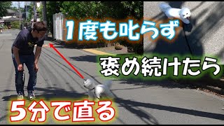 犬の引っ張り癖を【5分で直す】方法を散歩で解説.How to fix a dog's pulling habit