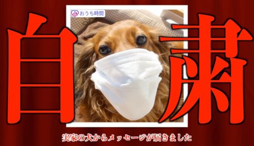 【自粛犬】緊急事態宣言における犬の気持ち3