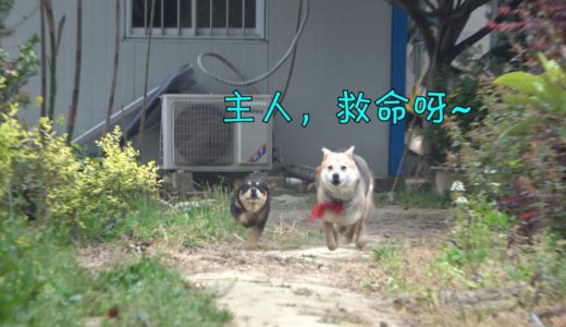 中华田园犬灰灰进入别狗地盘撩汉，被抓当场，下一秒拔腿就跑！