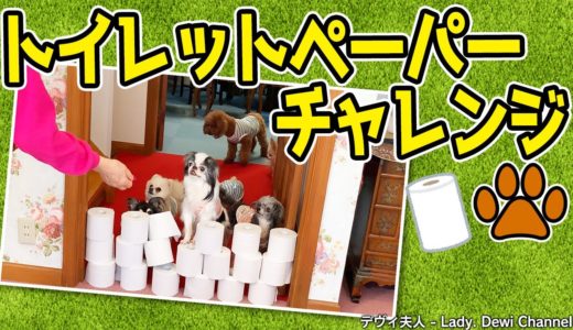 【夫人の愛犬大集合】トイレットペーパーチャレンジ #stayhome #犬