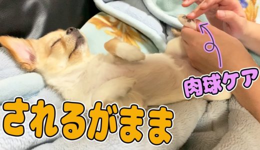 【犬 Vlog】子犬チワワがされるがままに肉球ケアをされる姿がこちら