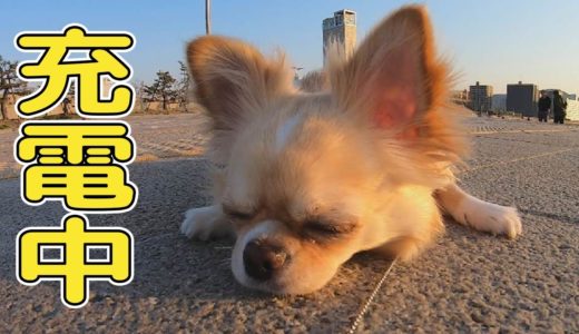 【犬 Vlog】子犬チワワが散歩中歩き疲れて地べたで休む姿がなんとも可愛らしい