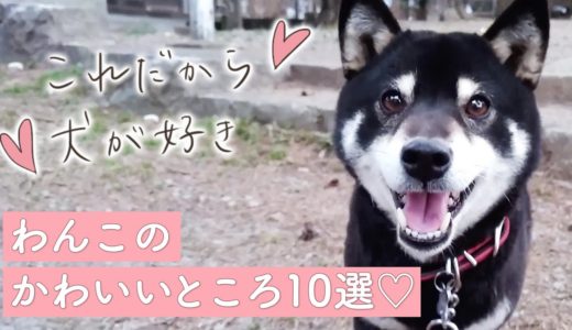 「これだから犬が好き♡」わんこたちの可愛いところ10選【PECO】