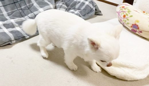 倒れ方がやばい犬｜チワワのコハク