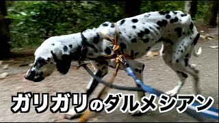 保護犬の預かりを再開します