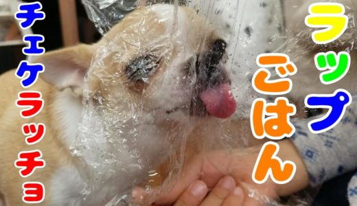 【222日】ごはんを求めて忙しく動き回るチワワ犬。サランラップ越しの食べる様子が可愛い。チェケラッチョ！