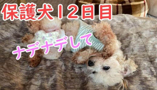 保護犬が12日目にしてできるようになったこと