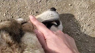 犬の口には ゴムパッキンが ついている