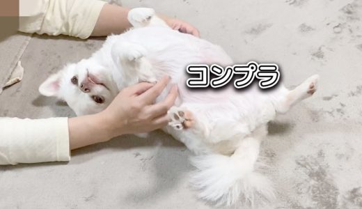 ヘソ天しながらママに甘える犬が超可愛い...※1　チワワのコハク