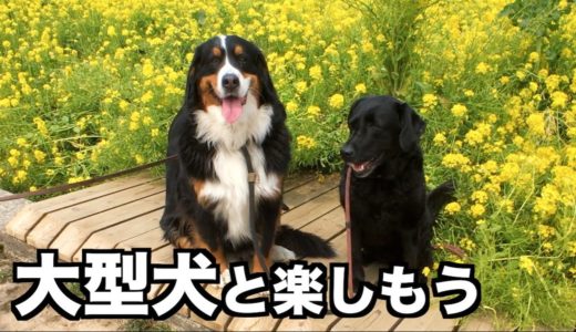 大型犬と過ごす楽しい生活