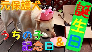 元保護犬コハクが誕生日＆うちの子記念日に鹿リブ喰う。