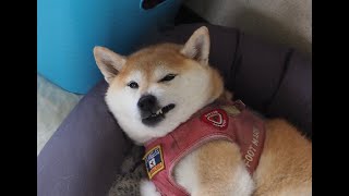 眠い時に近寄ると同居犬を怒る柴犬あん  Angry shiba dog when sleepy