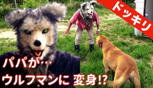 【ドッキリ】大好きなパパがウルフマンになったら犬はどう反応するか？