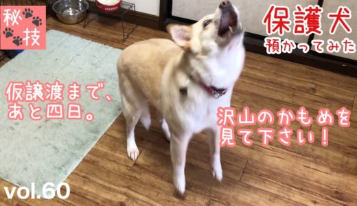 【保護犬預かり】仮譲渡まで、あと4日。かもめの特技を見て下さい