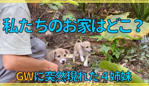 【保護犬 子犬】また...??子犬が捨てられてる...??