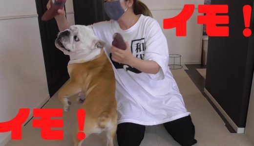 犬と焼いもの4時間戦争【前半戦！！】