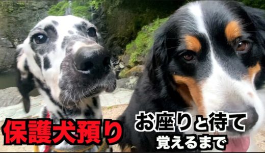 ブリーダー崩壊から保護犬ダルメシアンの成長記録