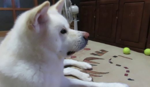 【秋田犬ゆうき】食事を終え飼い主とのんびり犬のテレビを見て過ごす【akita dog】