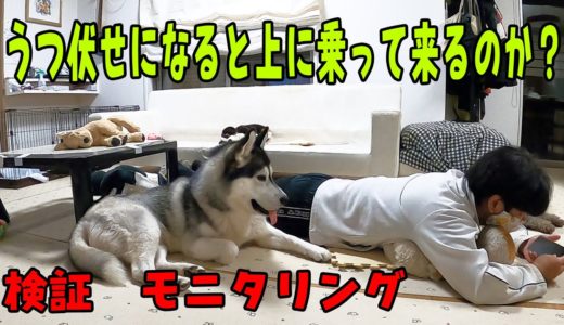 うつ伏せになると犬は乗って来るのか？検証　モニタリング