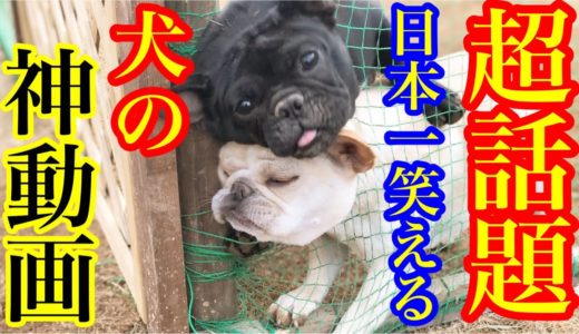 【大爆笑】見ないと損！ネットで話題のおもしろ犬動画が凄い！