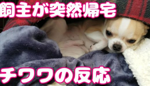 【206日】飼主が突然帰宅した時のチワワ犬の反応。新型コロナの影響で早帰りした飼主。