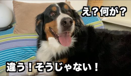 そうじゃない！自粛の仕方が間違ってる我が家の犬たち