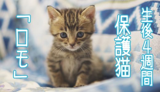 生後４週間の保護猫と犬達が初めて会った日