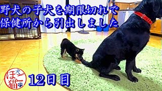 【犬　子犬　保護犬】野犬の子犬を保健所から引き出しました　12日目