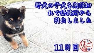 【犬　子犬　保護犬】野犬の子犬を保健所から引き出しました　11日目