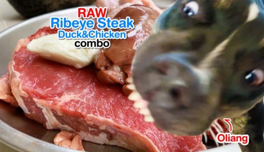 Oliang the Pit Bull eats 🐄🥩Ribeye Steak combo [ASMR] RAW | MUKBANG | 犬が生の肉を食べる | 개는 날 음식을 먹는다 | 4K