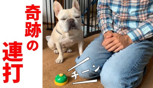 人間がベルを鳴らしてオヤツ貰ってたら犬も真似する？