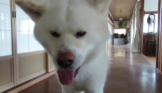 【秋田犬ゆうき】廊下が涼しいと分かってはいるが慣れないので部屋へ戻る【akita dog】