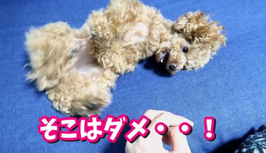 ある場所を触ると体が反応しちゃう犬【トイプードルのコロン】