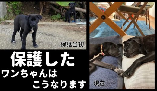 【保護犬】宮古島セーブザアニマルズで保護した犬たちの結末をお見せします