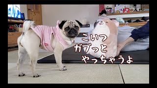 ぬいぐるみ相手に荒ぶり闘牛と化すパグ犬ぷぅ Pug