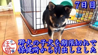 【犬　子犬　保護犬】野犬の子犬を保健所から引き出しました　7日目