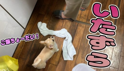 【犬 Vlog】チワワが我先にとイタズラしてご飯の催促をする仕草が可愛い