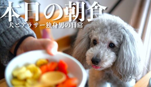 🐶犬とアラサー独身男の朝食ルーティン。いちご狩りをしてみました。トイプードル】