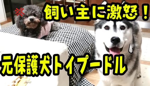 元保護犬トイプードルが飼い主に激怒した瞬間 Husky and Poodle