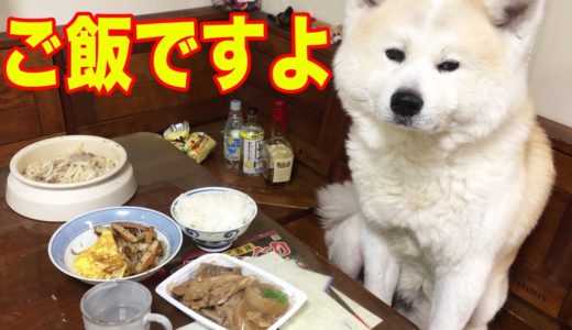 ごはんですよ♪秋田犬そうすけ・一緒に食べた方が美味しいよね！【VLOG】